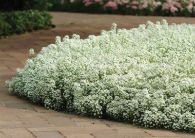 ALYSSUM