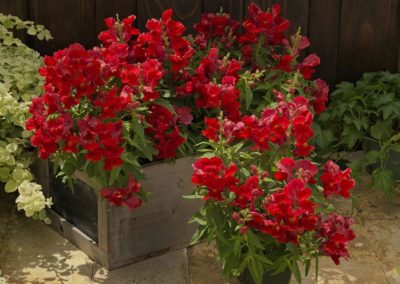 ANTIRRHINUM FLORAL SHOWERS