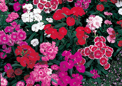 DIANTHUS TELSTAR