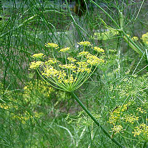 Foeniculum Vulgare Comun