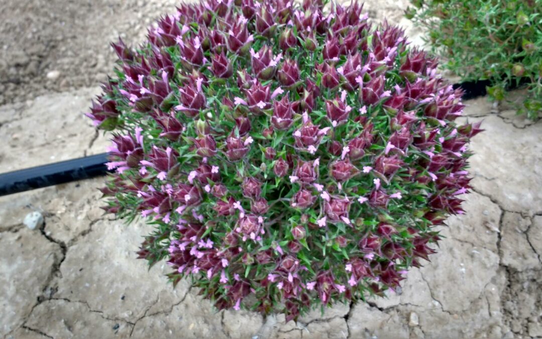 Thymus Moroderi