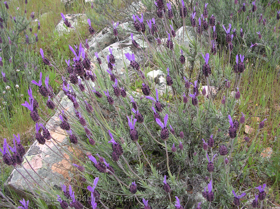 Lavandula Stoechas