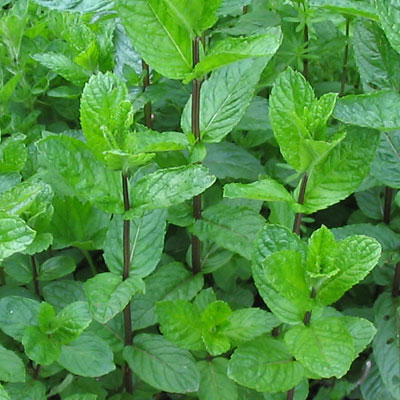 Mentha Piperita