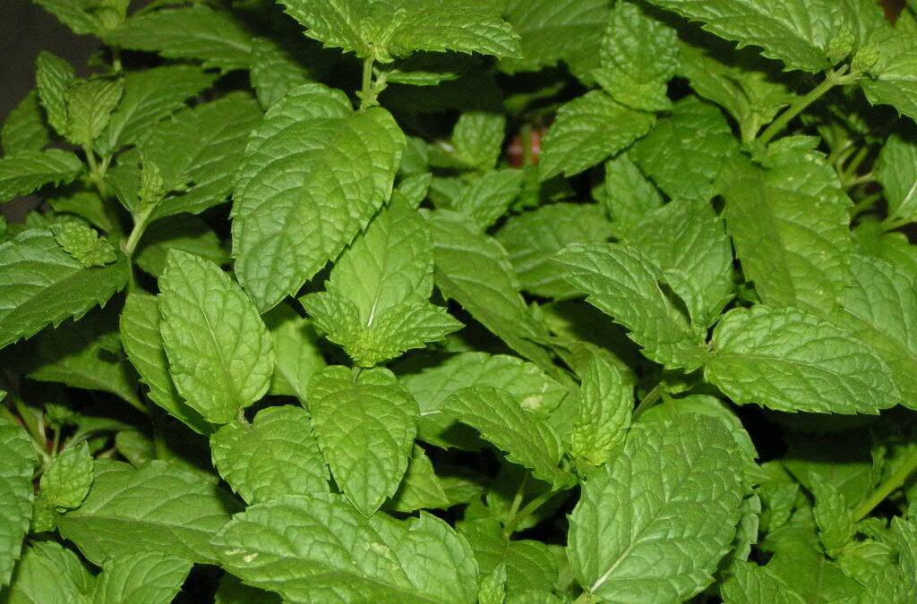 Mentha Viridis Spicata