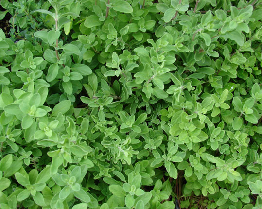 Origanum Majorana