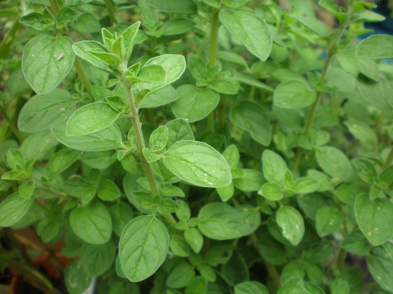 Origanum Vulgare