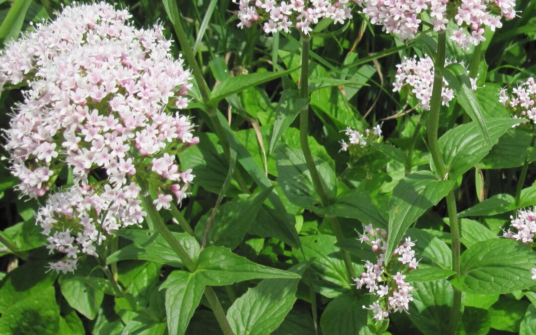 Valeriana Officinalis