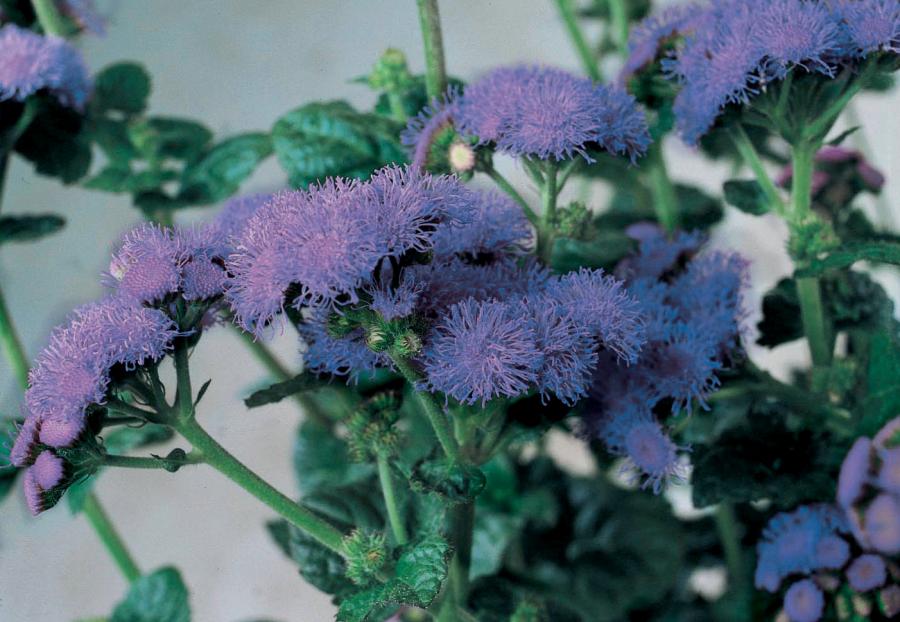 Ageratum