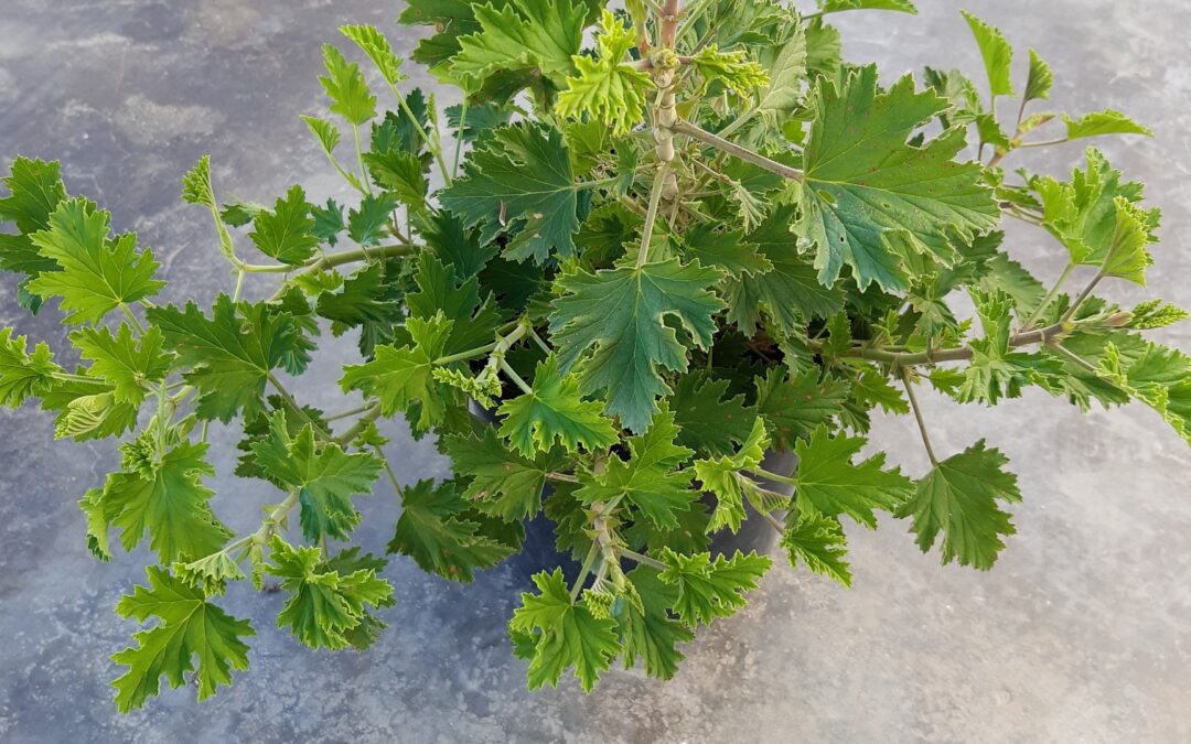 Pelargonium Citrosum