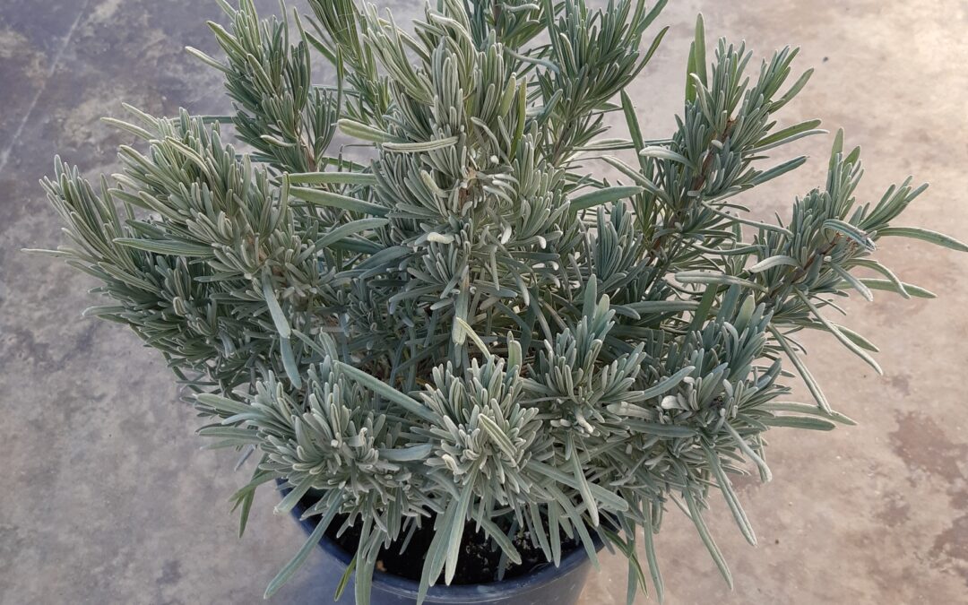 Lavandula Angustifolia