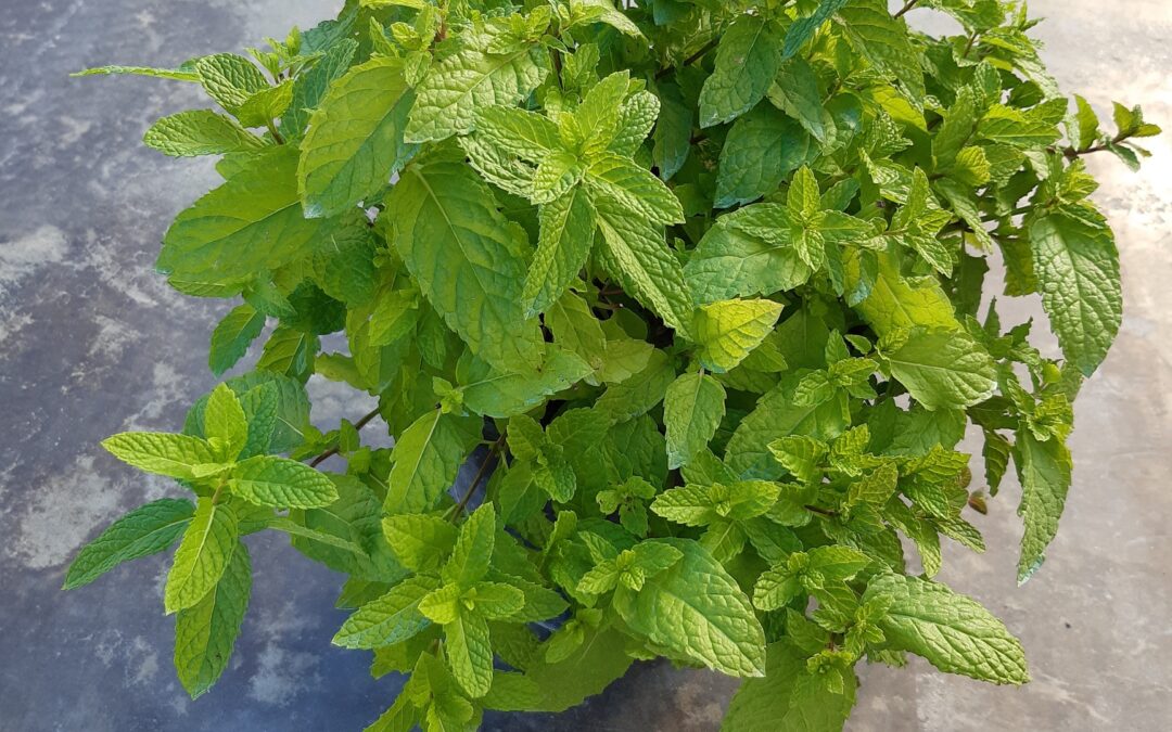 Mentha Marroquí