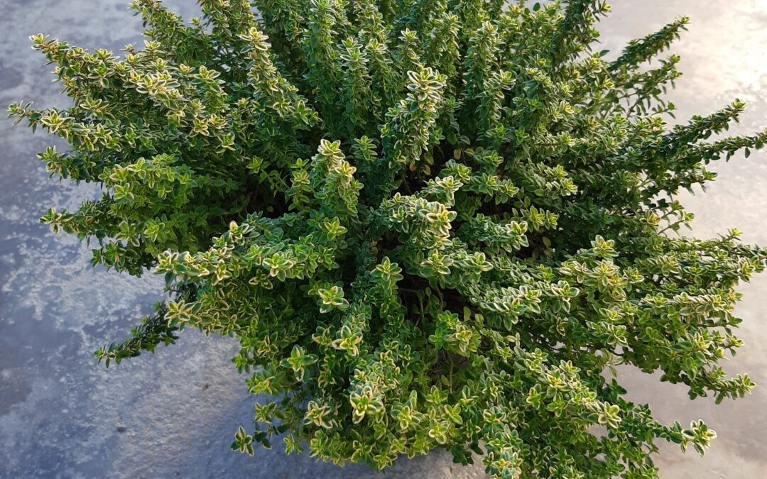 Thymus Citriodorus