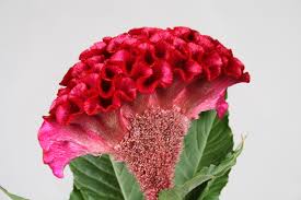 Celosia