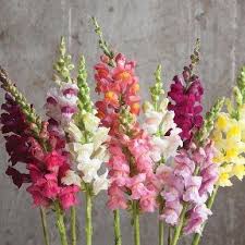 Antirrhinum