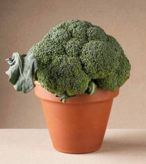 Brocoli